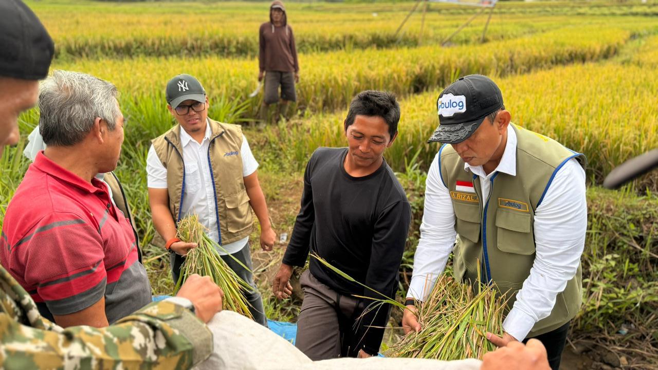 Panen Raya 200 Hektare di Truko, Bulog Semarang Jamin Pembelian Gabah